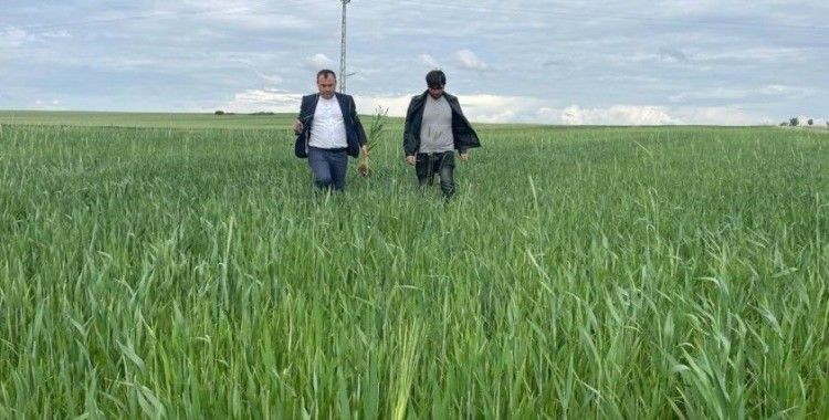Yozgat’ta yağışlar nedeniyle ekili alanlarda pas hastalığı riski oluştu
