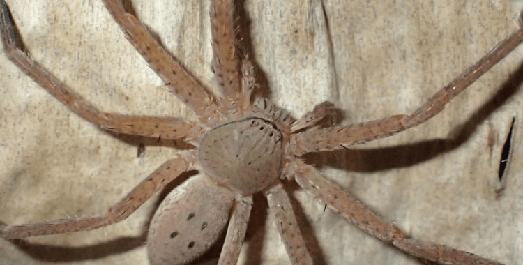 Dünyanın en ölümcül örümceğinin zehri koşullara göre değişebiliyor