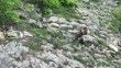 Artvin’de anne ayı yavrusunu emzirirken kameralara takıldı
