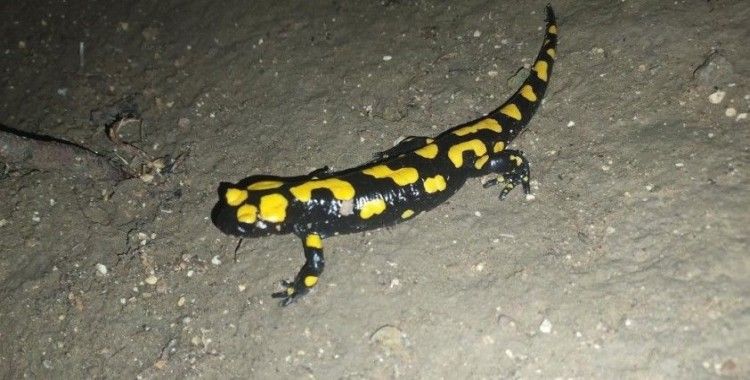 Adıyaman’da sarı benekli semender görüldü