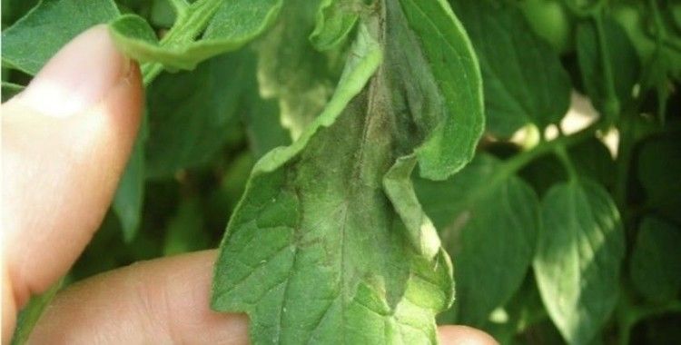 Aydın Tarım ve Orman Müdürlüğü domates üreticilerini uyardı
