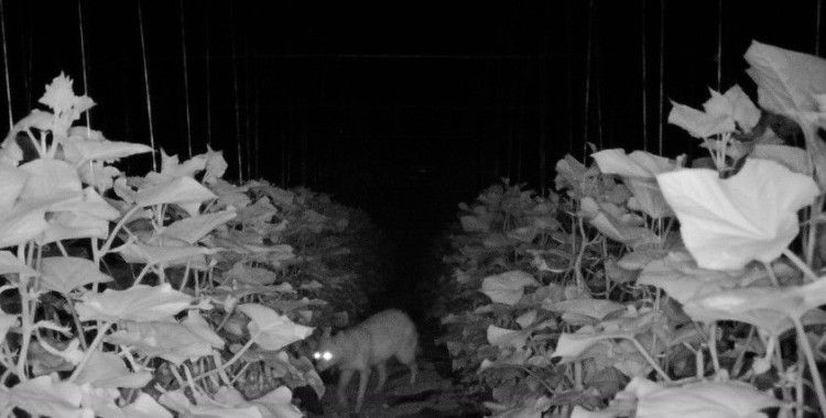 Amasya’da köylülerin kabusu olan çakal fotokapanda: “Çakal kardeş yakamızı bırak”
