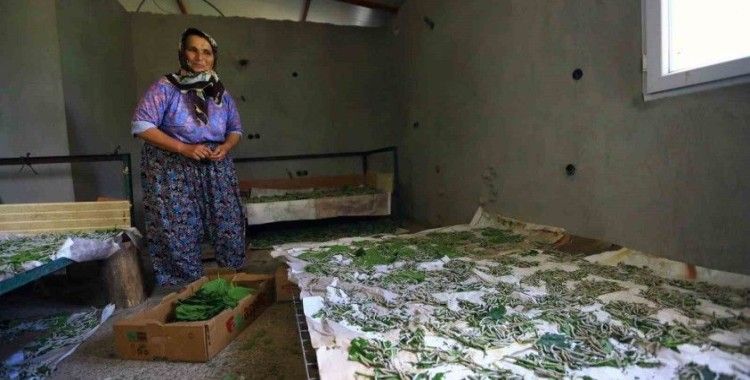 Muğla Büyükşehir’in desteği ile İpekböcekçiliği gelişiyor
