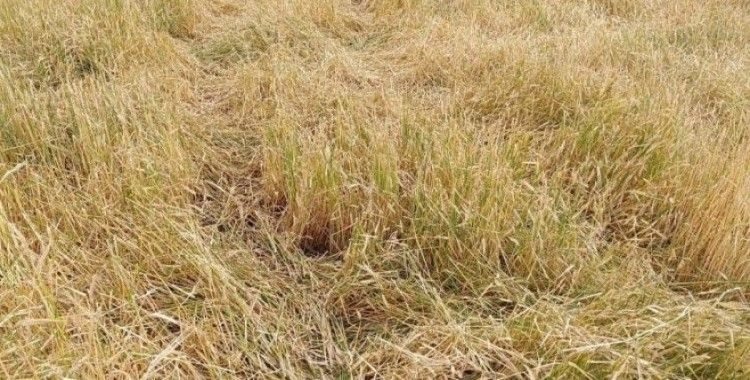 Dolu, ekili alanları vurdu