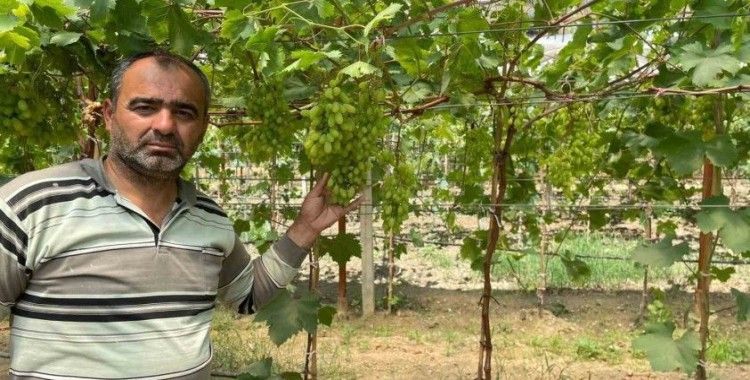 Serada erkenci üzüm yetiştirdi ilk ürünler ikram olacak
