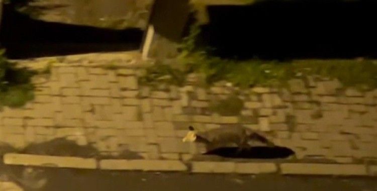 Aç kaldığı düşünülen tilki şehir merkezine indi
