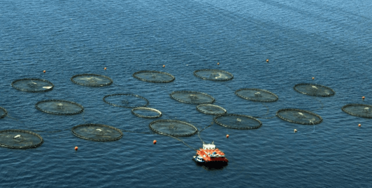 Devlet desteği ile su ürünleri üretiminde rekor