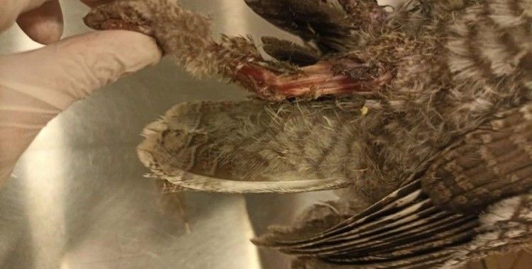 Bodrum’da elektrik akımına kapılan 3 baykuştan ikisi telef oldu
