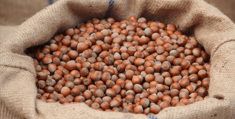 Türkiye fındık ihracatından 9 ayda 1,4 milyar doları aşkın gelir elde etti