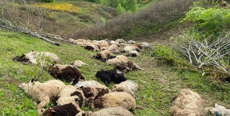Ordu’da koyun sürülerine ayı saldırdı: 76 koyun telef oldu
