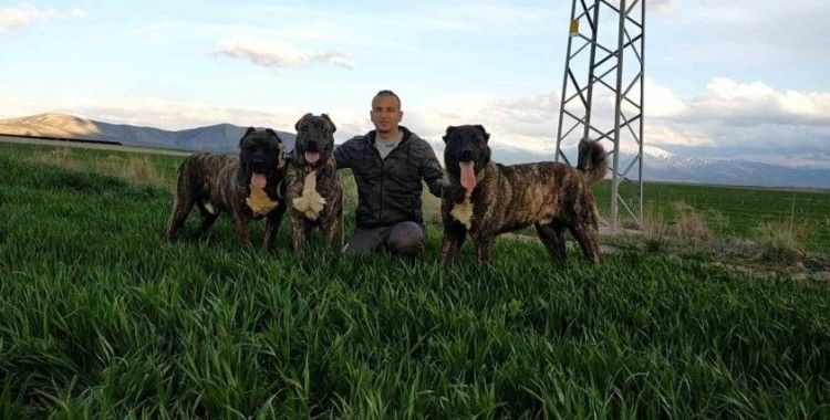 Tomarza Çaparları Tescillenme Çalışmaları Başladı
