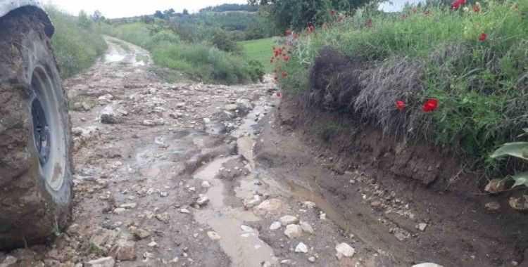 Denizli’de kekik ve adaçayı üretimi yağışlardan olumsuz etkilendi
