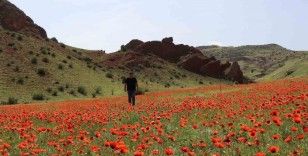 Oltu’da gelincikler ikinci kez açtı
