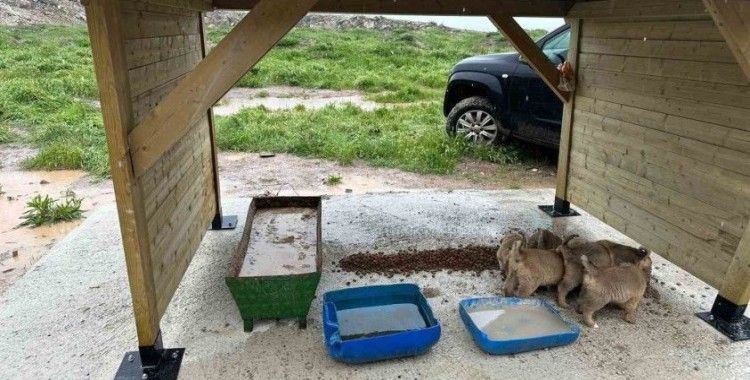 Altıntaş’ta sokak hayvanları için besleme alanı
