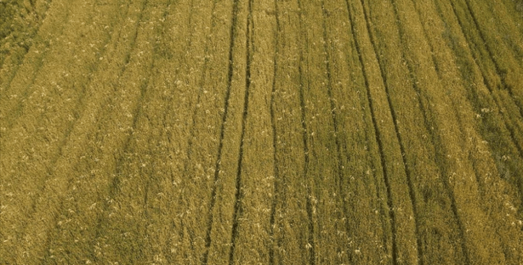 Trakya'da yağışlı gün sayısının çokluğu bazı ekili buğdayda 'pas'a neden oluyor