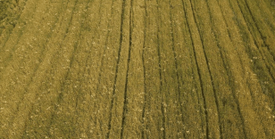 Trakya'da yağışlı gün sayısının çokluğu bazı ekili buğdayda 'pas'a neden oluyor