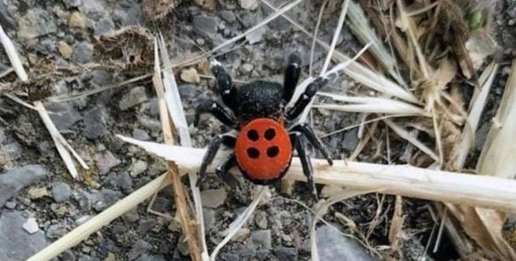 Muğla'da zehirli Uğur Böceği görüldü