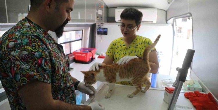 Belediye, sokak hayvanları için çalışmaya devam ediyor