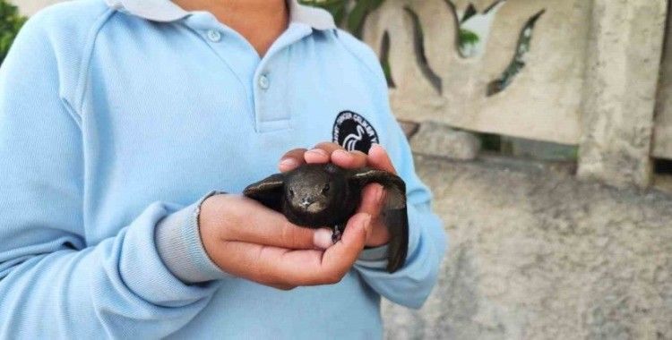 Ömrünü havada geçiren ebabil kuşu yaralı halde bulundu
