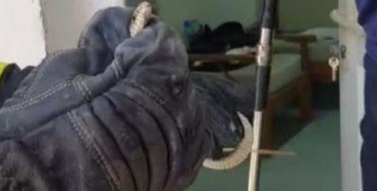 Eve giren yılan doğal yaşam alanına bırakıldı
