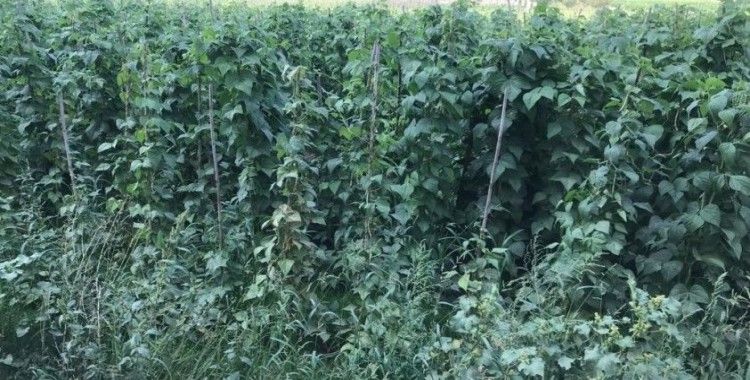 Sebze meyve üretiminde güz bereketi
