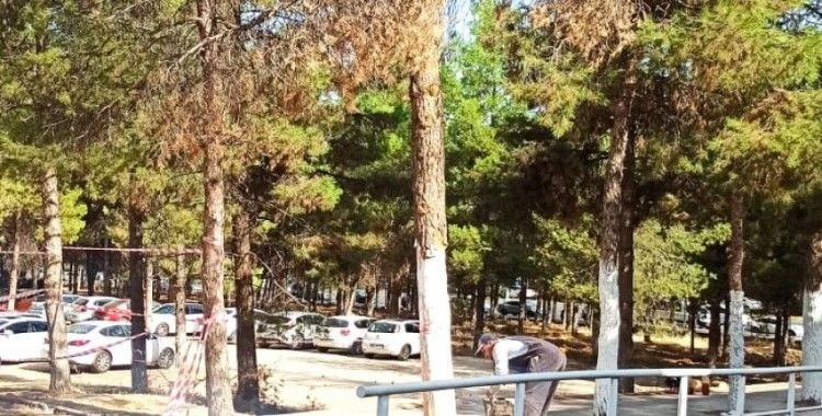 Dicle Üniversitesi hastalıklı ağaçlara müdahale etti