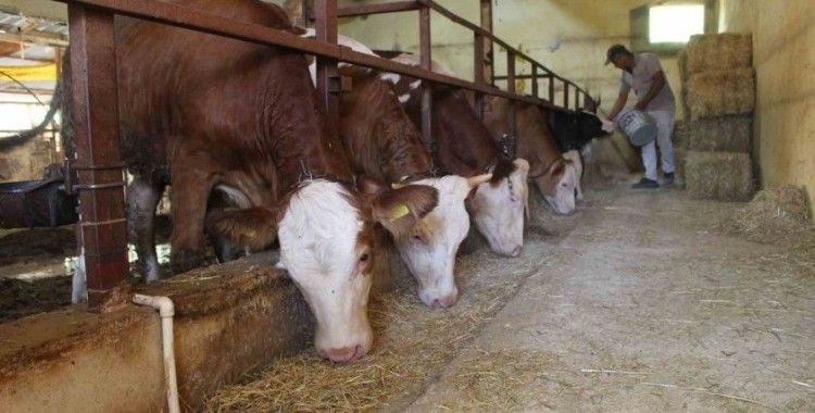 Büyükşehirden besicilere yem ezme makinesi desteği
