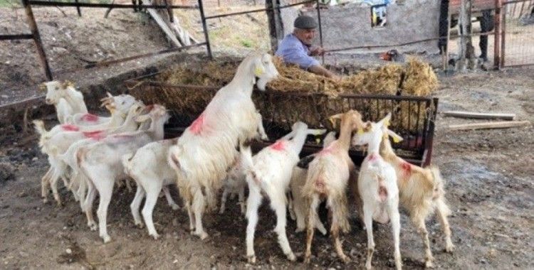 Çanakkale’de orman yangınlarının yaraları sarılmaya devam ediyor