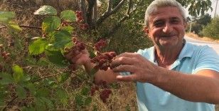 Şifa deposu böğürtlene büyük ilgi
