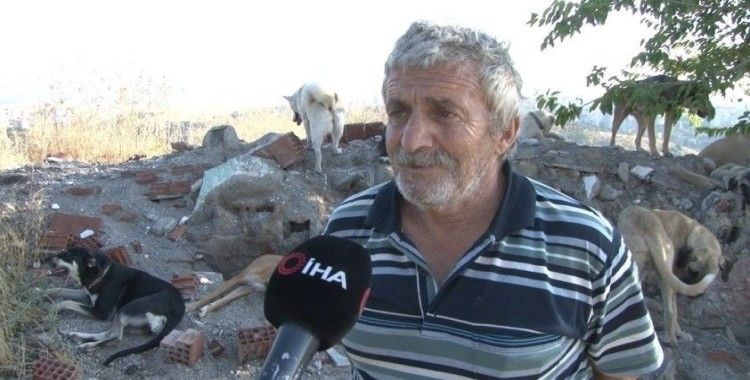 Sokak köpeklerini beslediği için komşusunun silahlı saldırısına uğradı
