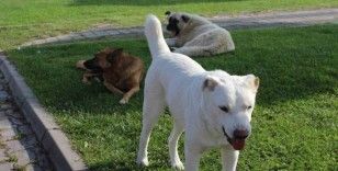 Başıboş köpek sorunu mahalle halkını isyan ettirdi

