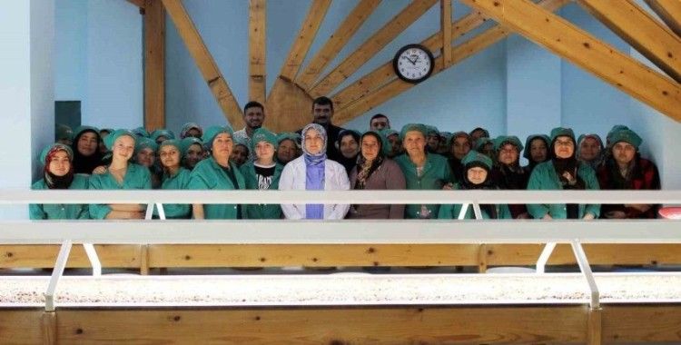 Fındık ihracatı yapılan tesiste inceleme
