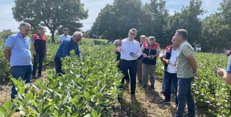 Balya’da aronya hasadı başladı
