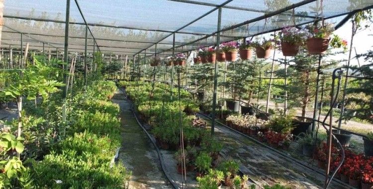 Emekli bankacı 500 çeşit bitki yetiştirdi
