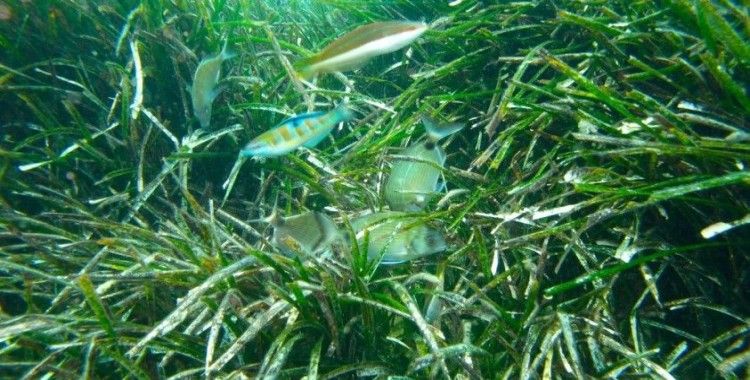 Aydın’da deniz çayırlarına dikkat çekildi
