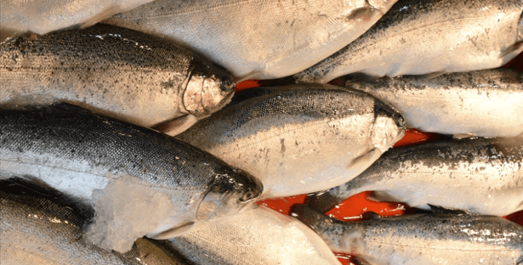 Trabzon'un Türk somonu ihracatından sağladığı gelir 5 yılda yüzde 968 arttı