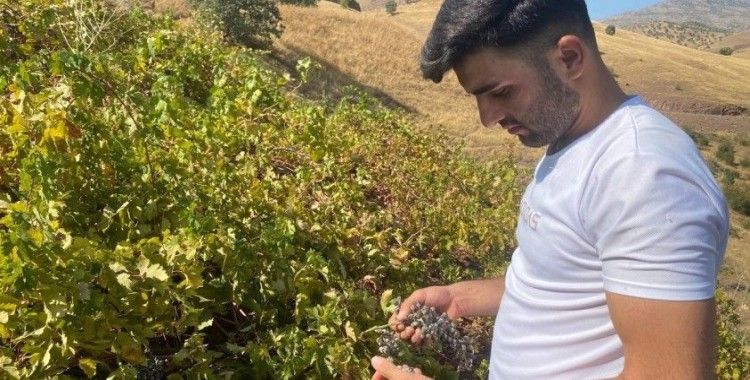 Derecik’te külleme hastalığı, üzüm verimini olumsuz etkiledi
