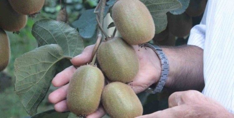 Ordu kivisinde rekolte düşüşü
