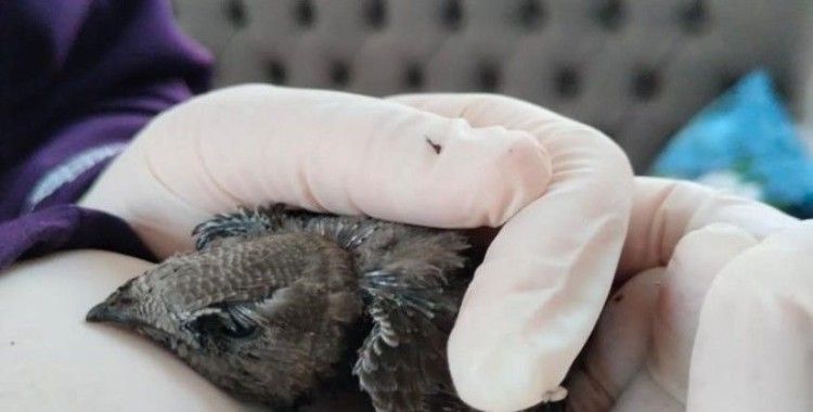 Yaralı ebabil kuşuna şefkat
