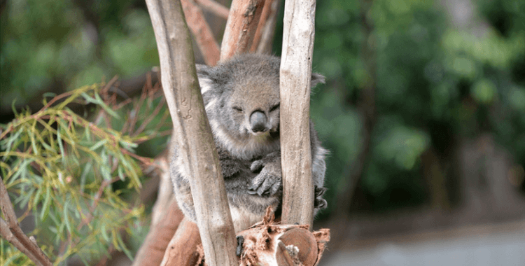 Avustralya'nın Yeni Güney Galler eyaletinde koalaların neslini korumak için ağaç kesimi durduruldu