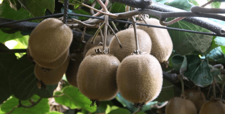 Yalova kivisi bu yıl üreticisinin yüzünü güldürecek