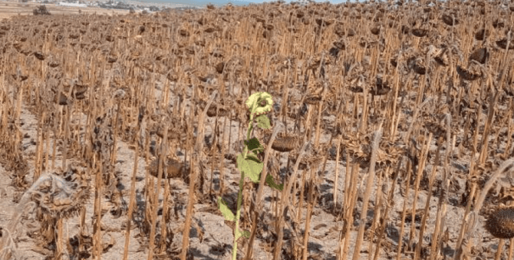 Kuraklık ayçiçeğini olumsuz etkiledi