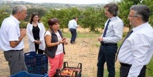 BUÜ’de üretilen 120 şeftali çeşidinin hasadı yapıldı
