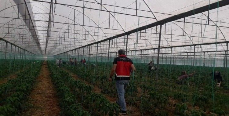 Gazipaşa’da Akdeniz meyve sineği ile mücadele başlatıldı

