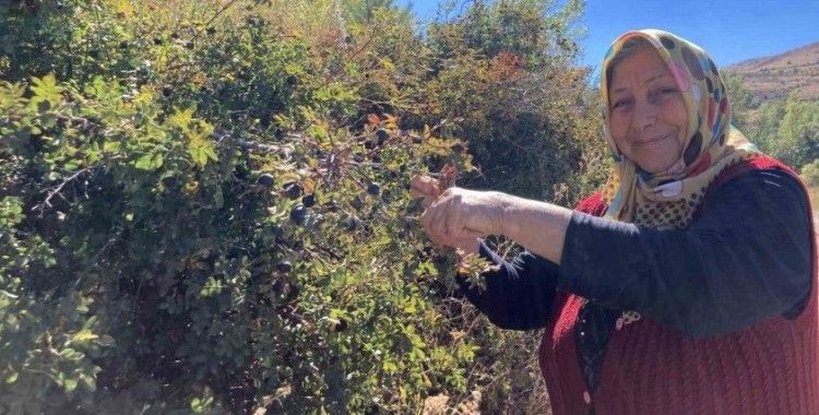 Dikenli dallara aldırış etmeden şeker hastası eşi için koyungözü meyvesi topluyor
