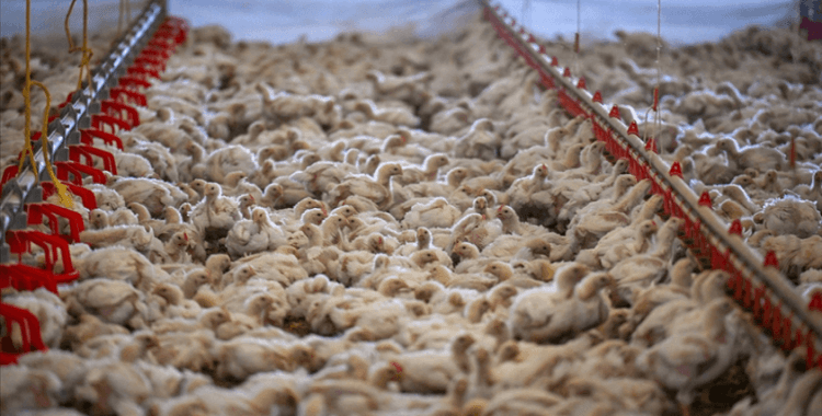 Tavuk eti üretimi temmuzda yıllık bazda yüzde 3,3 arttı