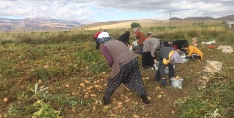 Erzincan’da patates hasadı başladı

