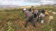 Erzincan’da patates hasadı başladı
