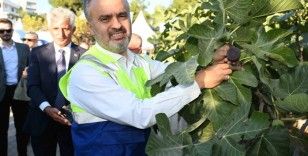Başkan Aktaş siyah incir hasadına katıldı
