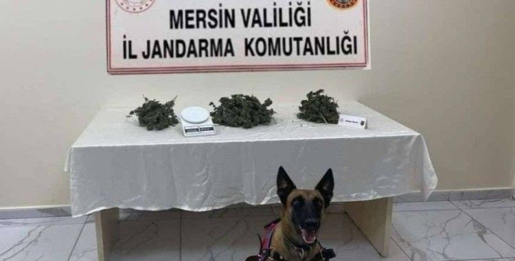 Mersin’de 510 kök kenevir bitkisi ele geçirildi
